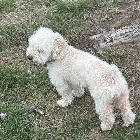 An adult small-sized male White / Cream Cockapoo dog named Rusco for adoption in Springfield, MO