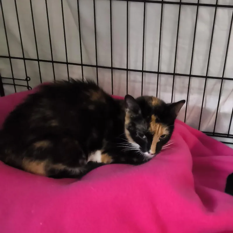 A young medium-sized female Calico Domestic Short Hair cat named Callie for adoption in Jessup, MD