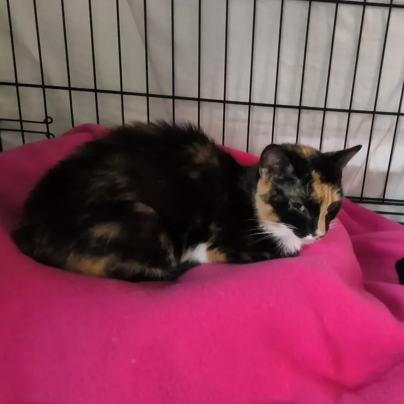 Callie thumbnail 2