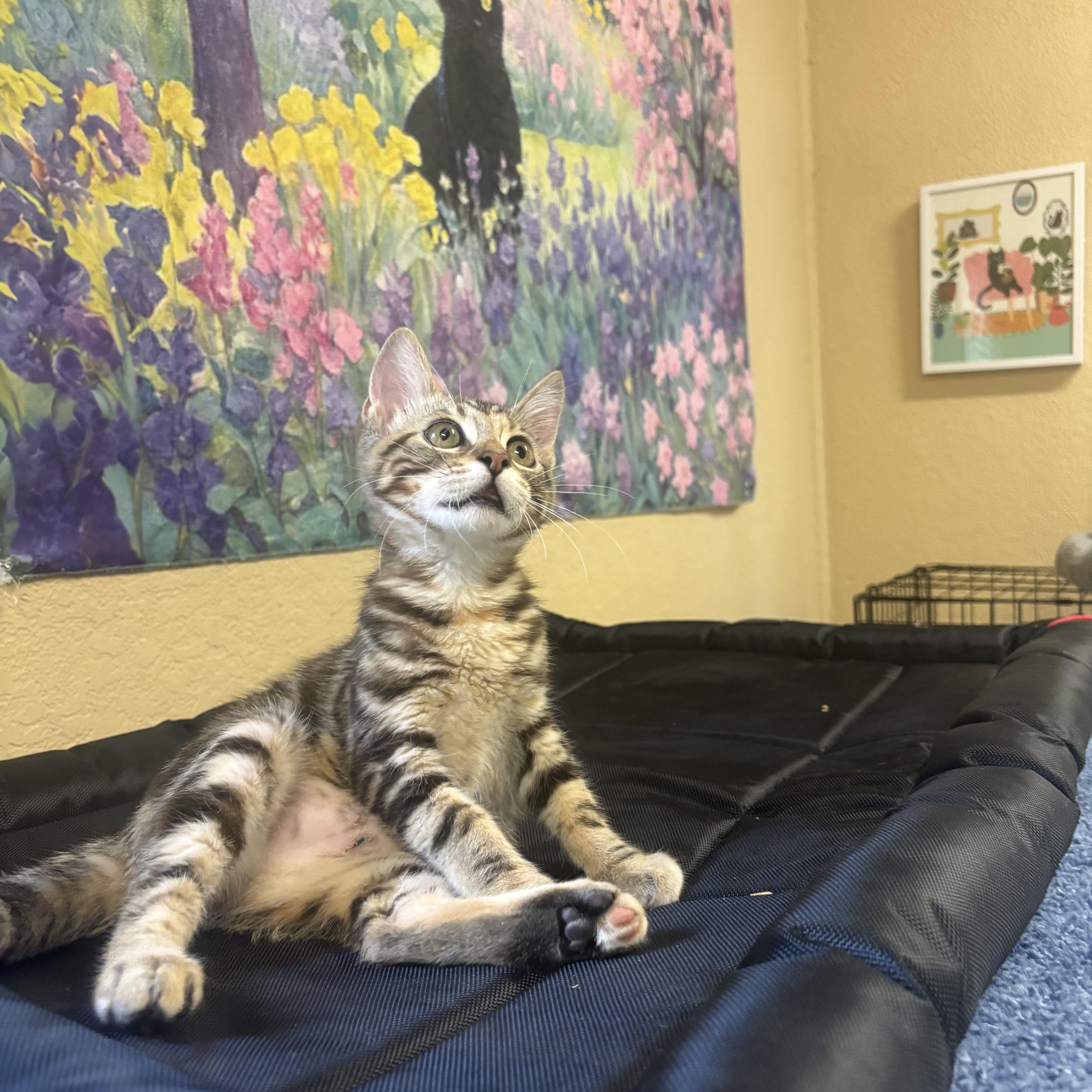 A baby small-sized female Domestic Short Hair cat named Ivy for adoption in Statesboro, GA