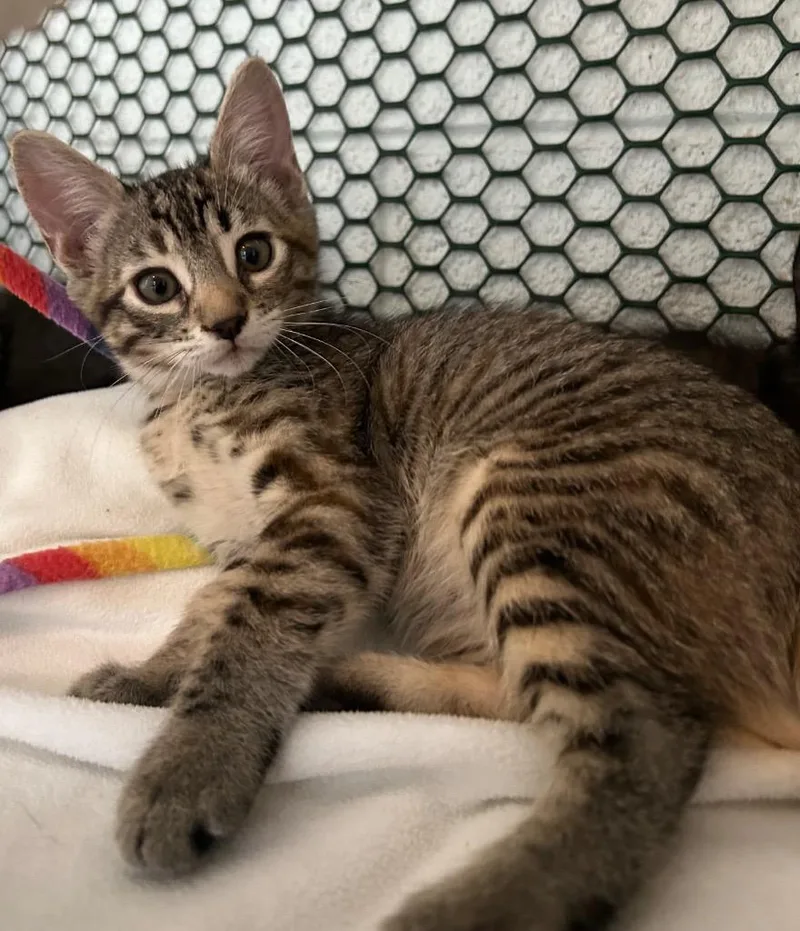 A baby small-sized male Domestic Short Hair cat named Porridge for adoption in Cottonwood, AZ