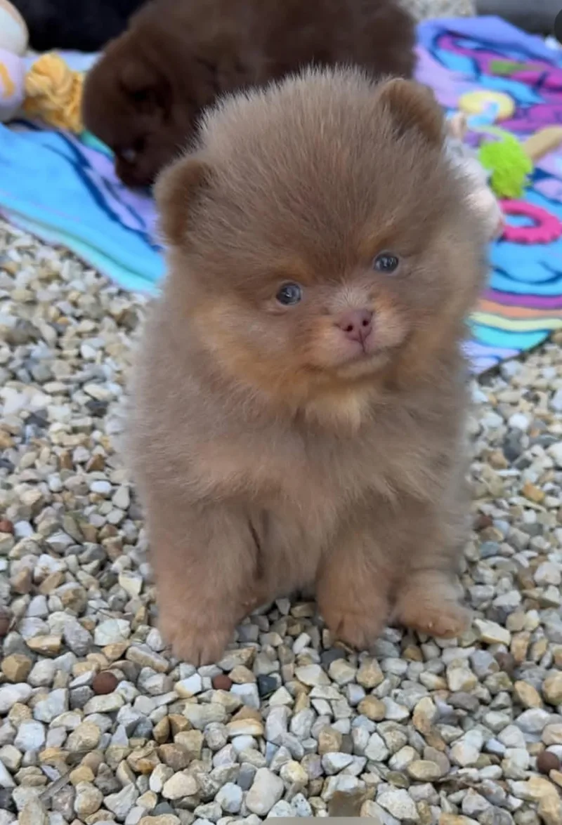 A young small-sized female Pomeranian dog named Akeela for adoption in Houston, TX