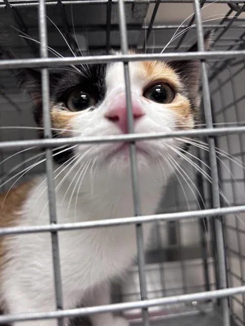 A baby small-sized female Domestic Short Hair cat named Angel for adoption in Las Vegas, NV