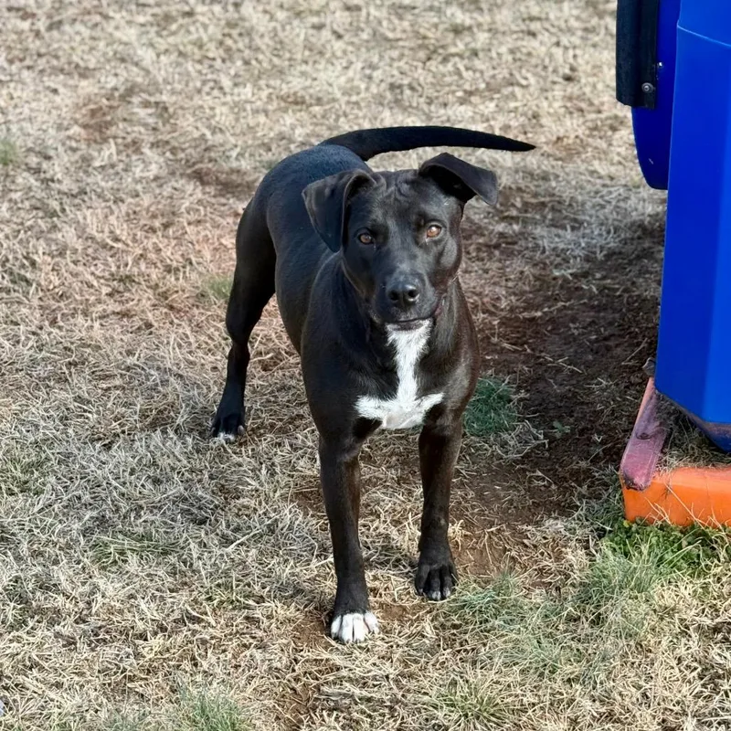 Swallowtail thumbnail 3