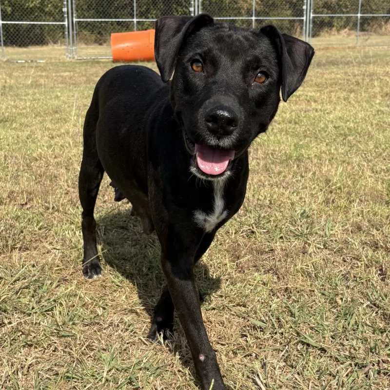 Swallowtail thumbnail 4