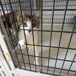 A young medium-sized female Domestic Short Hair cat named Unknown for adoption in Clyde, TX