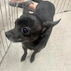 An adult small-sized female Chihuahua dog named Athena for adoption in Green Valley, AZ