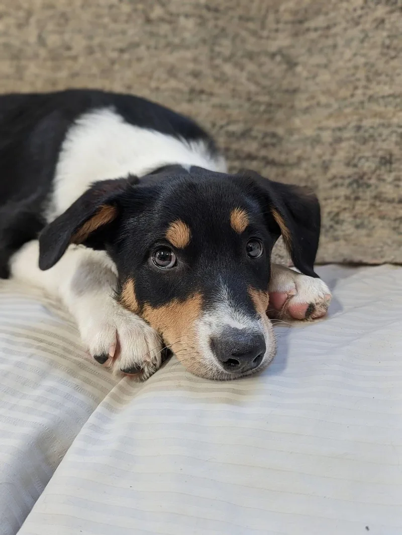 Grasshopper thumbnail 2