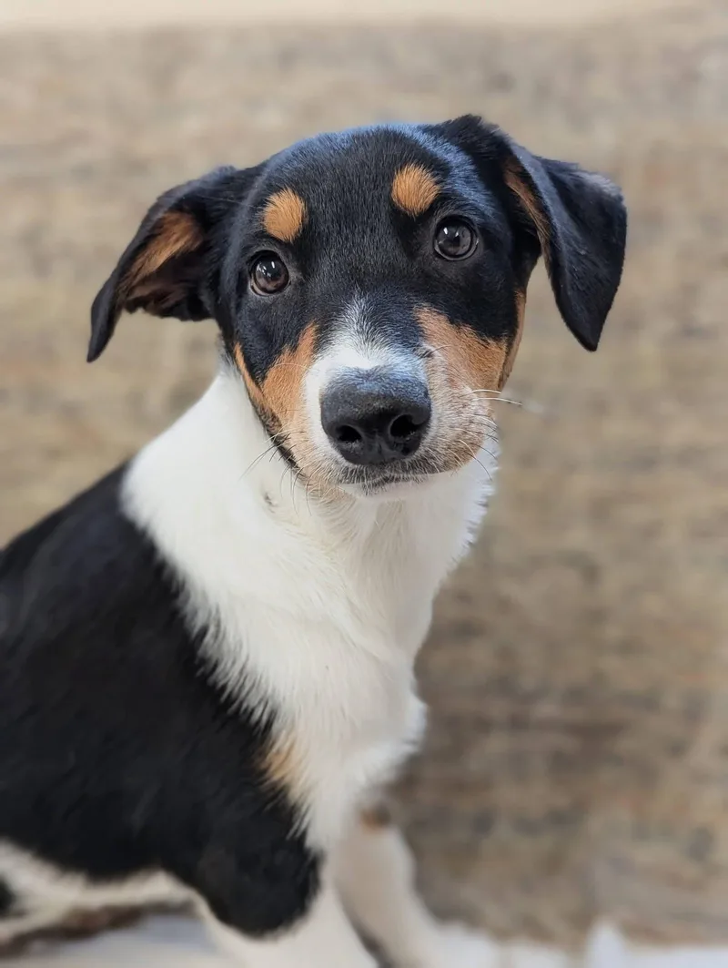 Grasshopper thumbnail 4