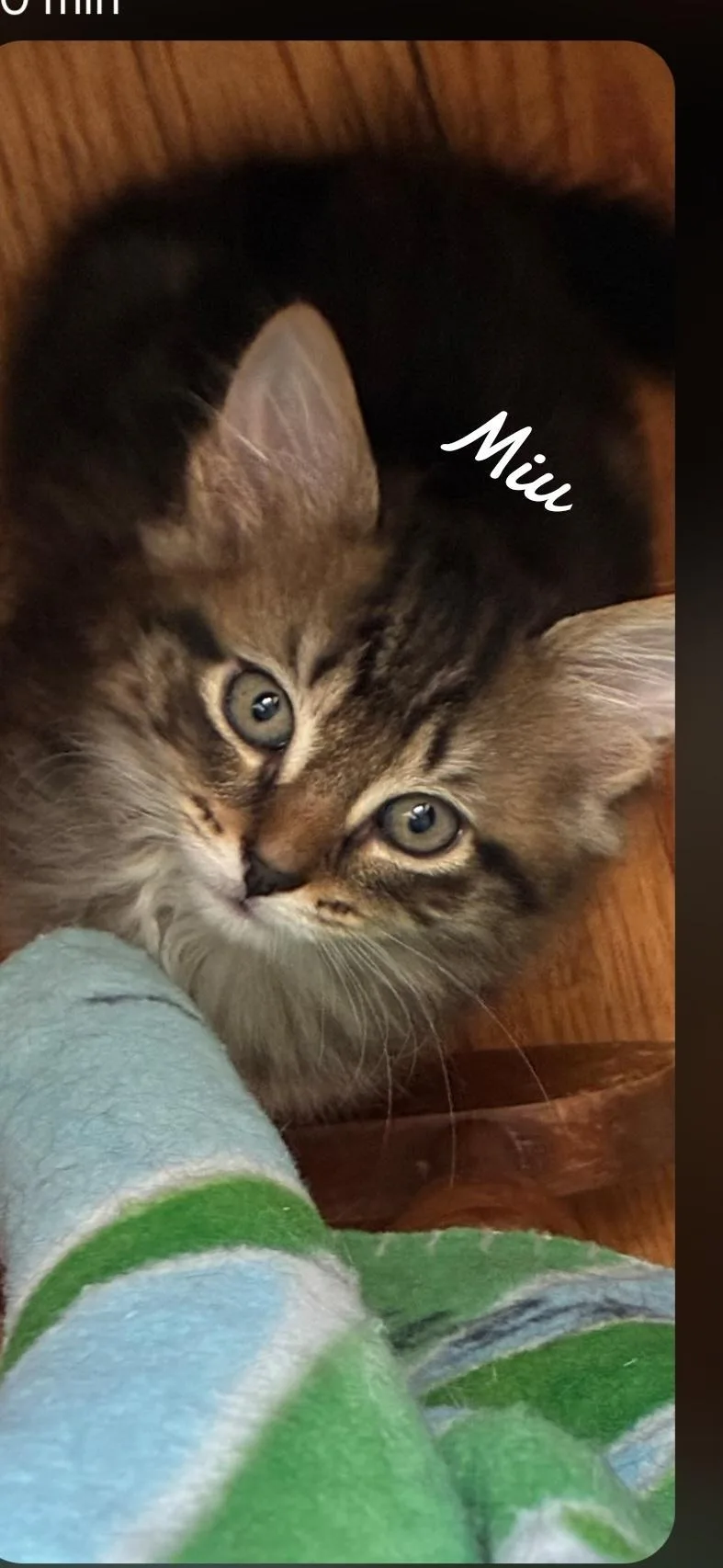 A baby medium-sized female Domestic Short Hair cat named Miu for adoption in Naugatuck, CT