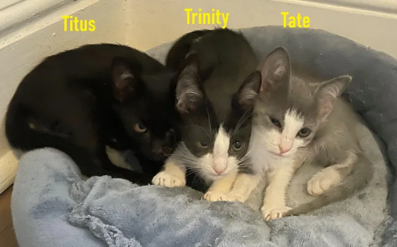 Tate  Titus  thumbnail 4