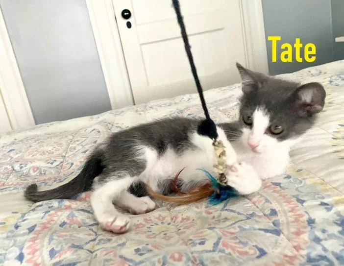 Tate  Titus  thumbnail 6