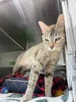 An adult medium-sized female Tabby (Brown / Chocolate) Domestic Short Hair cat named Eden for adoption in Manitowoc, WI