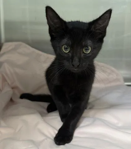 A baby medium-sized female Domestic Short Hair cat named Diane for adoption in Los Angeles, CA