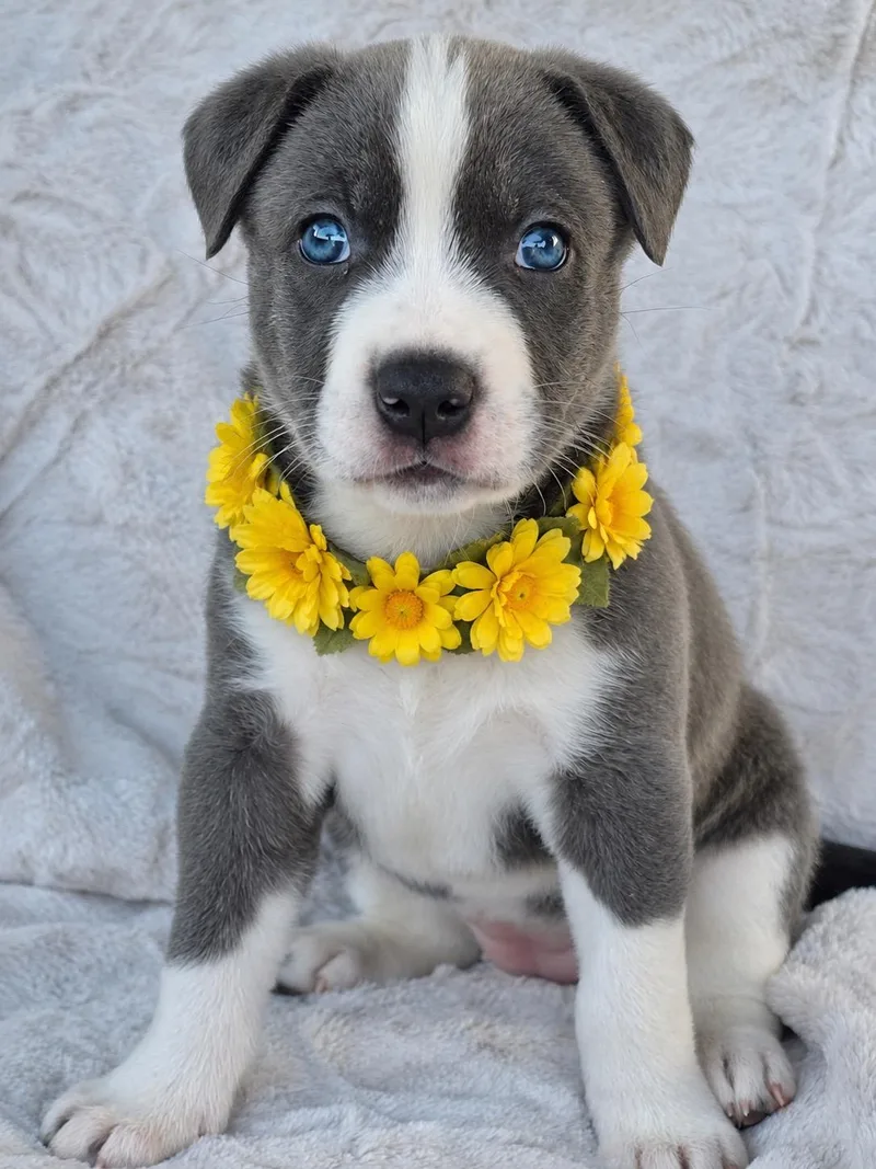 A baby medium-sized female Gray / Blue / Silver American Staffordshire Terrier dog named Solitare for adoption in Corona Del Mar, CA