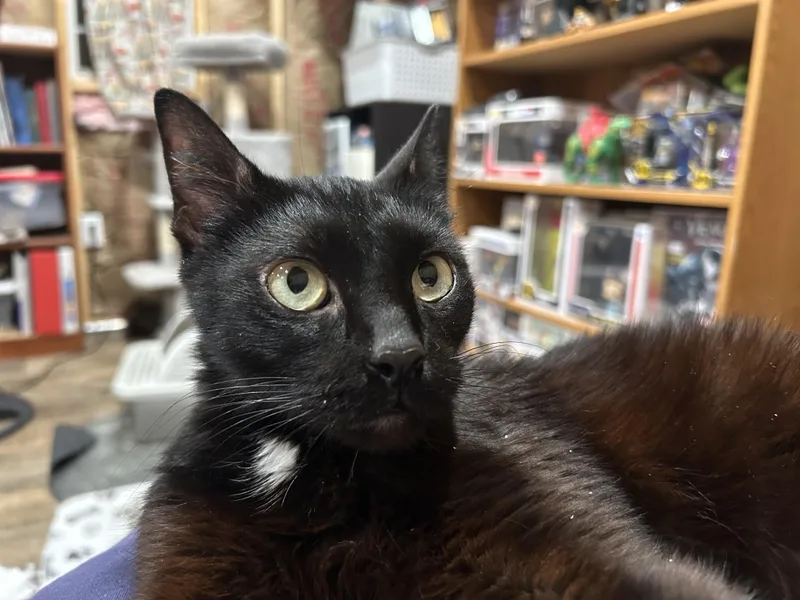 An adult medium-sized male Black Domestic Short Hair cat named Spike for adoption in Richmond, VA