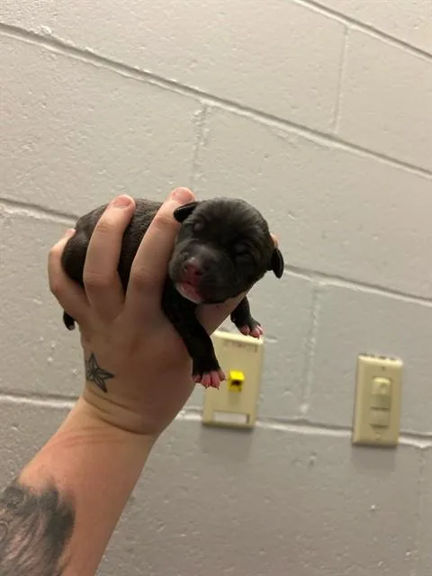A baby small-sized male Labrador Retriever dog named Eclipse for adoption in Olivette, MO