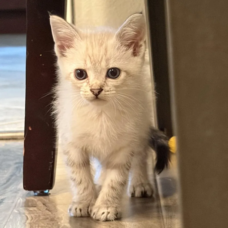A baby small-sized male Siamese cat named Mr. Monch for adoption in Long Beach, CA