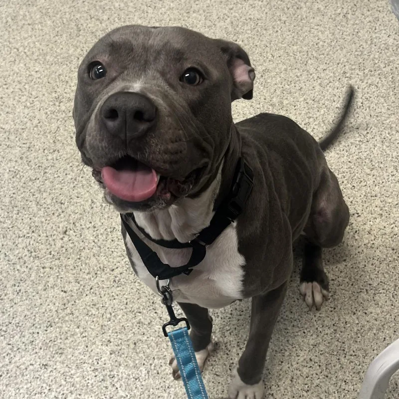 An adult medium-sized female Gray / Blue / Silver Mixed Breed dog named Birdie for adoption in Oak Park, IL