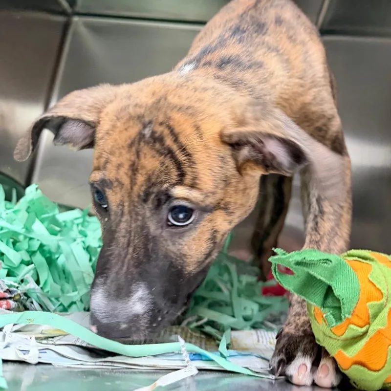 A baby medium-sized male Brown / Chocolate English Bulldog dog named Maverick for adoption in Lakeland, FL