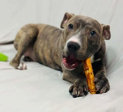 A baby medium-sized female Mixed Breed dog named Aitana for adoption in West Chester, PA