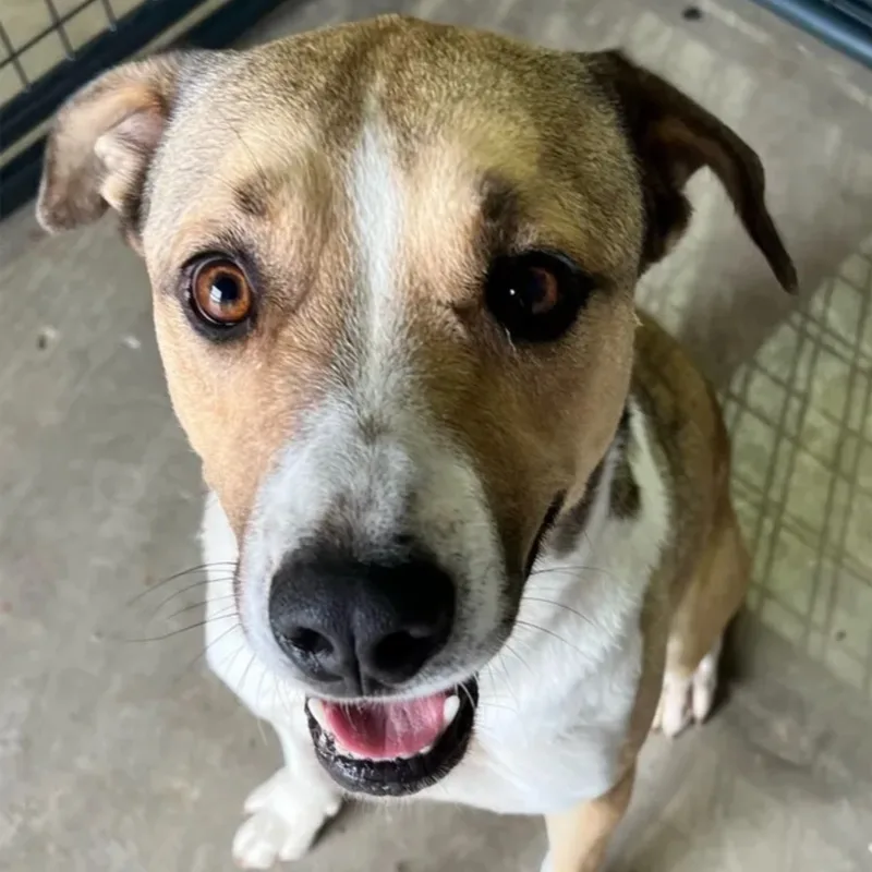 Squidword thumbnail 2