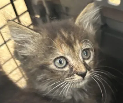 A baby small-sized female Domestic Short Hair cat named Toyota for adoption in West Chester, PA