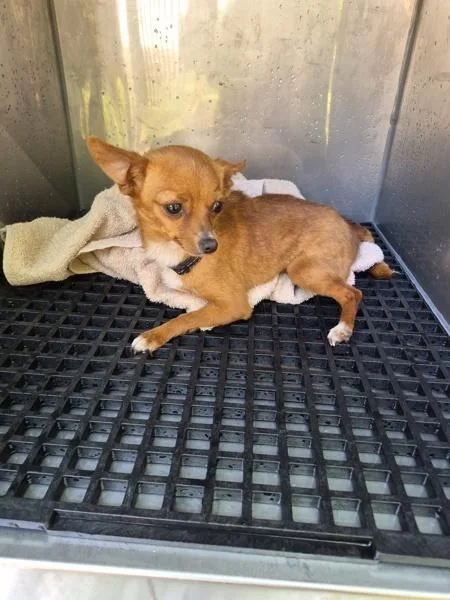 An adult small-sized female Chihuahua dog named Sx Suite Hallway 'penny' for adoption in Lawrenceville, GA