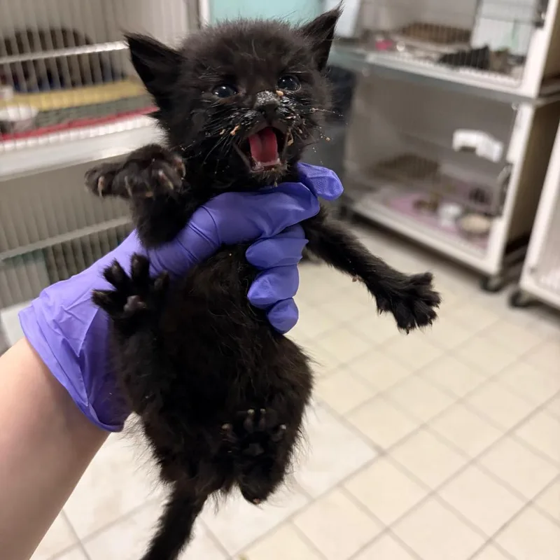 A baby small-sized male Domestic Medium Hair cat named Paul Baker for adoption in Charleston, WV