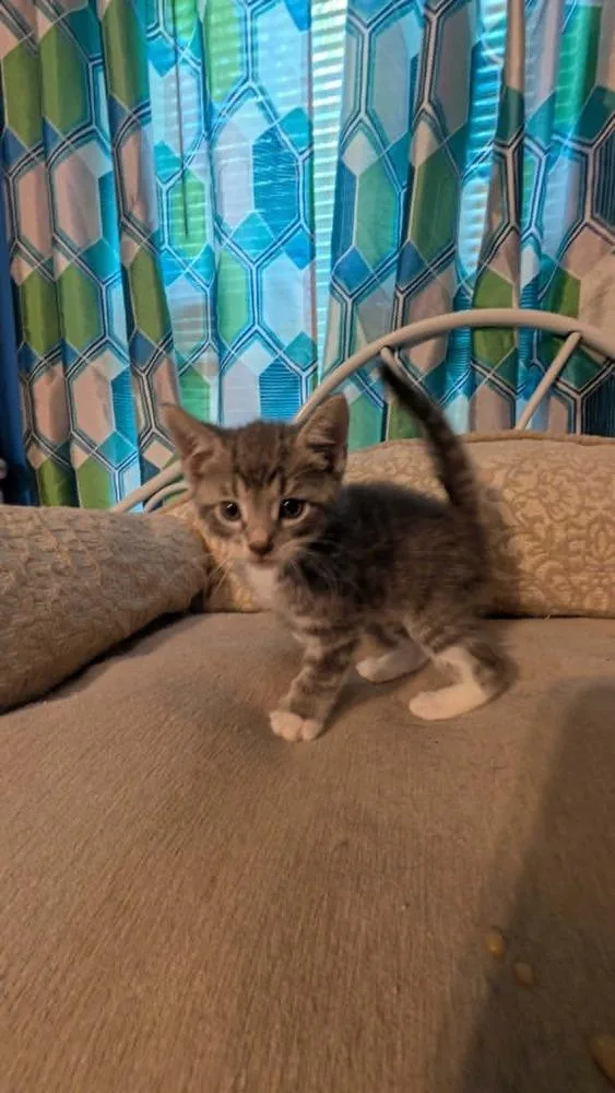 A baby medium-sized female Gray & White Domestic Short Hair cat named Pinto Bean for adoption in North Brunswick, NJ