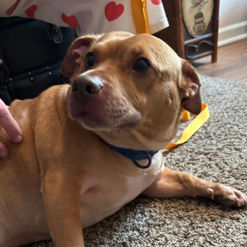 An adult medium-sized male Yellow / Tan / Blond / Fawn Mixed Breed dog named Cash for adoption in Columbus, GA