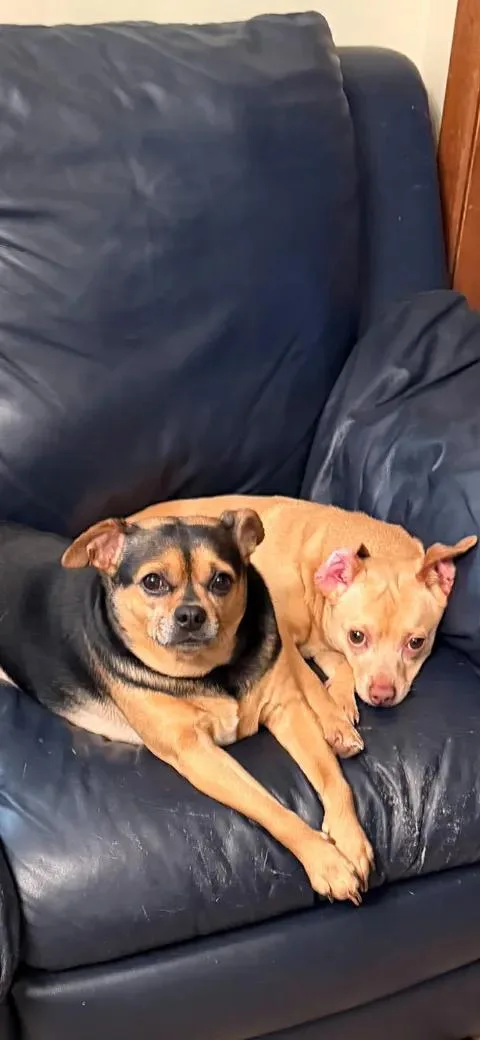 Ren and Buddy