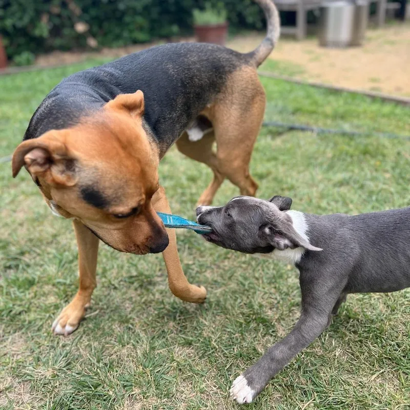An adult medium-sized female Gray / Blue / Silver Pit Bull Terrier dog named Penelope for adoption in Los Angeles, CA