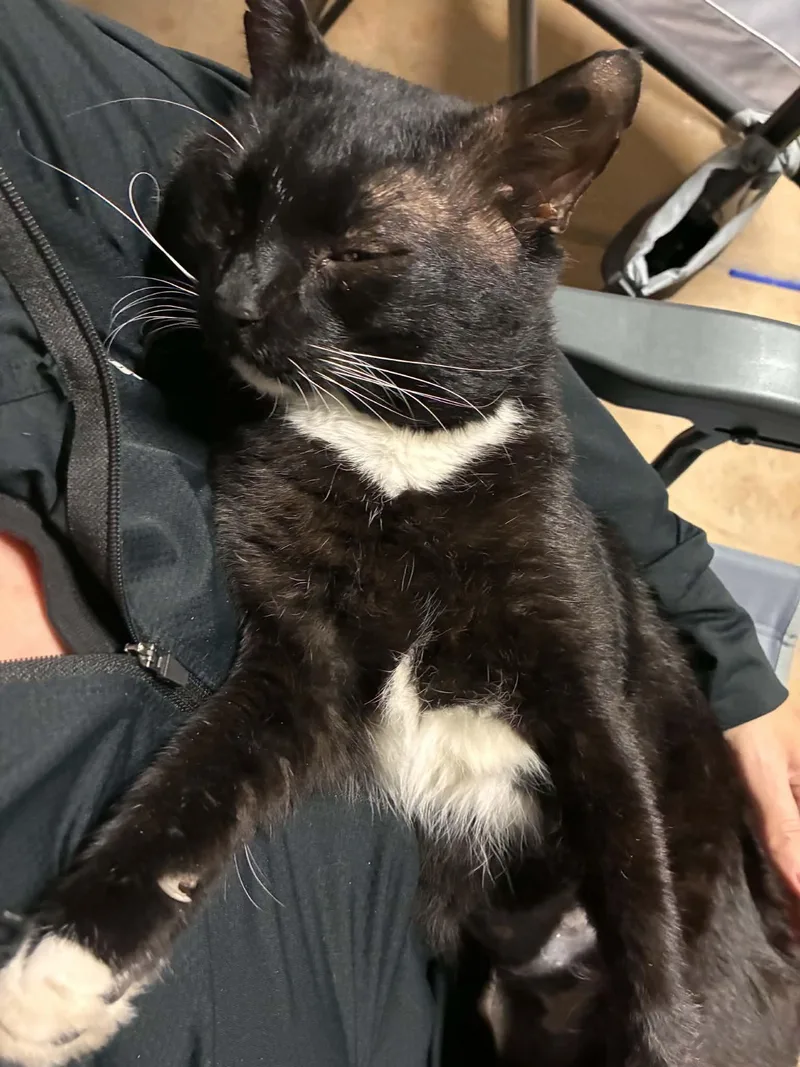 A young medium-sized male Black & White / Tuxedo Domestic Short Hair cat named Boots for adoption in Charlotte, NC