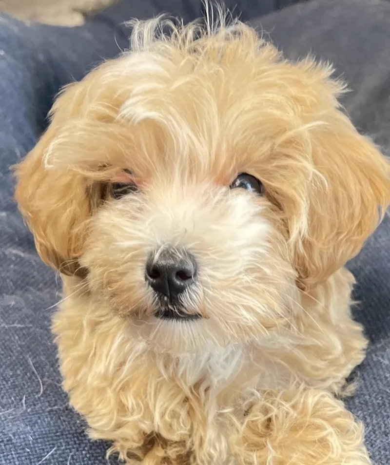 A baby small-sized female Maltese dog named Kwik for adoption in Columbus, OH
