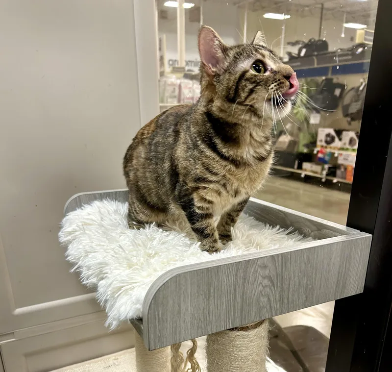 Queen Charlotte thumbnail 2