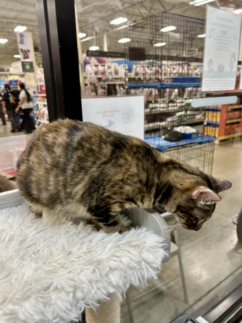 Queen Charlotte thumbnail 3