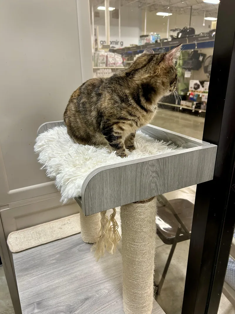 Queen Charlotte thumbnail 4