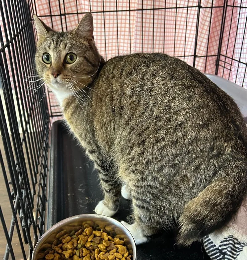 A young medium-sized female Domestic Short Hair cat named Salem for adoption in Portland, IN