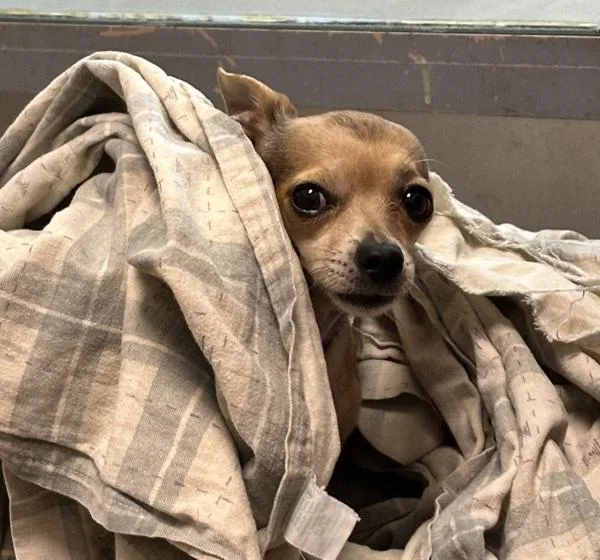 A senior small-sized male Chihuahua dog named Tini for adoption in San Diego, CA