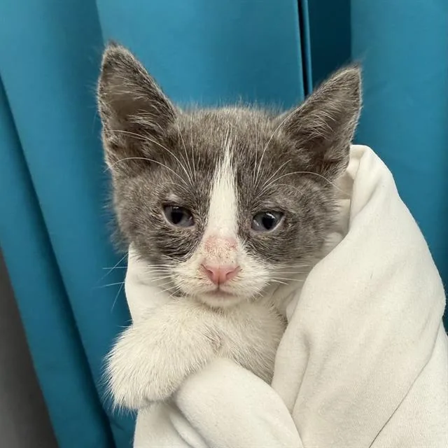 A baby small-sized female Domestic Short Hair cat named Chalula for adoption in Las Vegas, NV