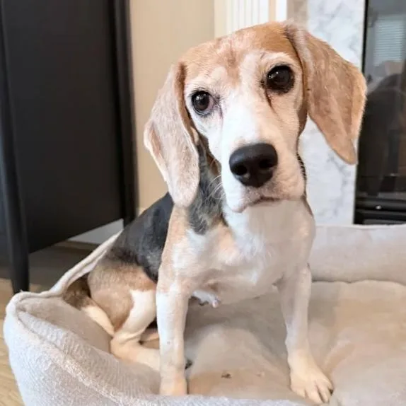 A senior small-sized female Beagle dog named Wendy for adoption in Suffield, CT