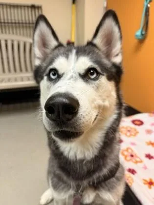 A young medium-sized female Black Husky dog named Meeka for adoption in Bellingham, WA