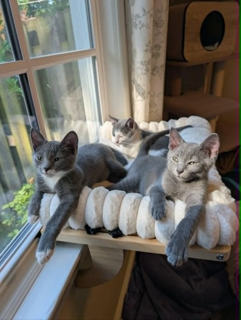 A baby medium-sized male Gray / Blue / Silver Domestic Short Hair cat named Sweet Pea for adoption in Overland Park, KS