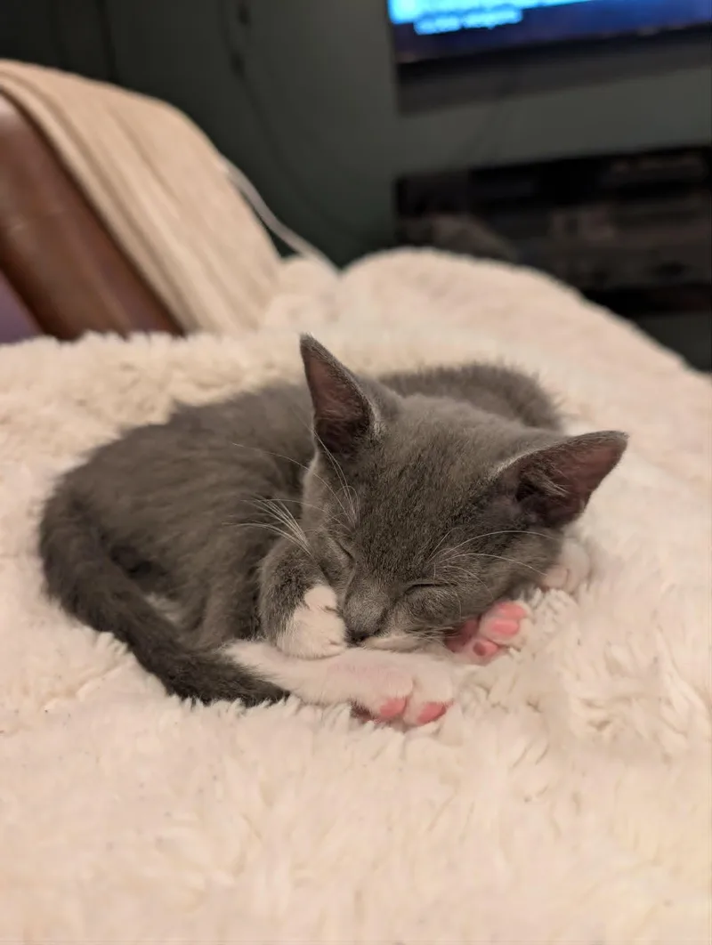 Sweet Pea thumbnail 3