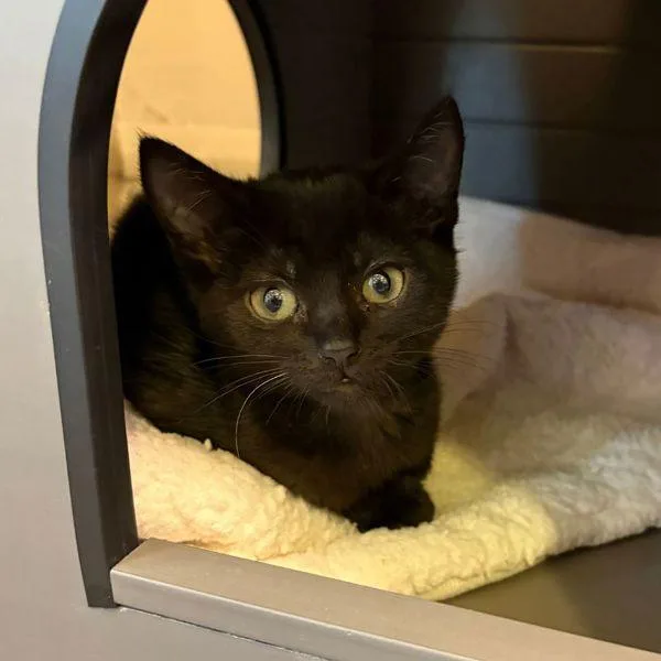 A baby small-sized female Domestic Short Hair cat named Mills for adoption in Walnut Creek, CA