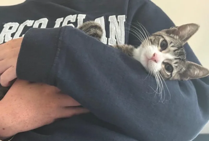 A baby small-sized male Domestic Short Hair cat named Mango for adoption in Miami, FL