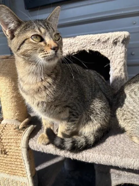 A young small-sized male Domestic Short Hair cat named Tabby for adoption in Crescent City, FL