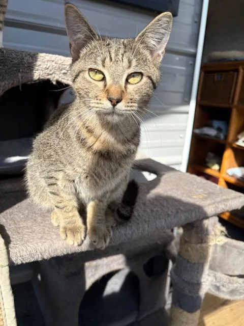 Tabby thumbnail 2
