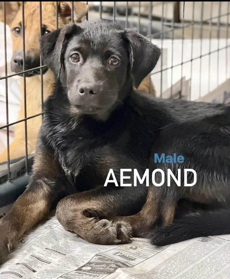 A baby medium-sized male Labrador Retriever dog named Aemond for adoption in Pembroke, MA